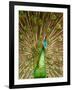 Peacock Displaying Feathers-Lisa S. Engelbrecht-Framed Photographic Print