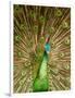 Peacock Displaying Feathers-Lisa S. Engelbrecht-Framed Photographic Print