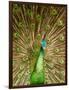 Peacock Displaying Feathers-Lisa S. Engelbrecht-Framed Photographic Print