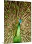 Peacock Displaying Feathers-Lisa S. Engelbrecht-Mounted Photographic Print