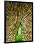 Peacock Displaying Feathers-Lisa S. Engelbrecht-Framed Photographic Print