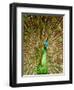 Peacock Displaying Feathers-Lisa S. Engelbrecht-Framed Photographic Print