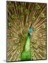 Peacock Displaying Feathers-Lisa S. Engelbrecht-Mounted Photographic Print