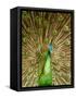Peacock Displaying Feathers-Lisa S. Engelbrecht-Framed Stretched Canvas