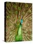 Peacock Displaying Feathers-Lisa S. Engelbrecht-Stretched Canvas