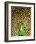 Peacock Displaying Feathers-Lisa S. Engelbrecht-Framed Premium Photographic Print