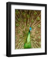 Peacock Displaying Feathers-Lisa S. Engelbrecht-Framed Premium Photographic Print