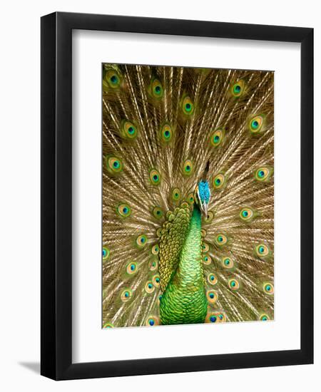 Peacock Displaying Feathers-Lisa S. Engelbrecht-Framed Premium Photographic Print