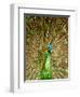 Peacock Displaying Feathers-Lisa S. Engelbrecht-Framed Premium Photographic Print