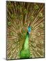 Peacock Displaying Feathers-Lisa S. Engelbrecht-Mounted Premium Photographic Print