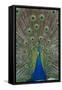 Peacock Displaying Tail Feathers, United Kingdom, Europe-Neale Clarke-Framed Stretched Canvas