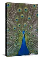 Peacock Displaying Tail Feathers, United Kingdom, Europe-Neale Clarke-Stretched Canvas