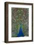 Peacock Displaying Tail Feathers, United Kingdom, Europe-Neale Clarke-Framed Premium Photographic Print