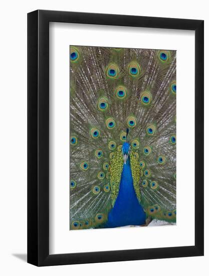 Peacock Displaying Tail Feathers, United Kingdom, Europe-Neale Clarke-Framed Premium Photographic Print