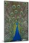 Peacock Displaying Tail Feathers, United Kingdom, Europe-Neale Clarke-Mounted Premium Photographic Print