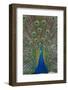 Peacock Displaying Tail Feathers, United Kingdom, Europe-Neale Clarke-Framed Photographic Print