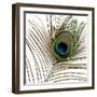 Peacock Feather 01-Tom Quartermaine-Framed Giclee Print