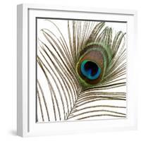 Peacock Feather 01-Tom Quartermaine-Framed Giclee Print