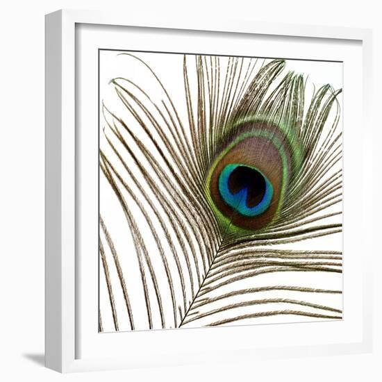 Peacock Feather 01-Tom Quartermaine-Framed Giclee Print