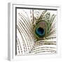 Peacock Feather 01-Tom Quartermaine-Framed Giclee Print