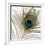 Peacock Feather 01-Tom Quartermaine-Framed Giclee Print