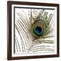 Peacock Feather 01-Tom Quartermaine-Framed Giclee Print