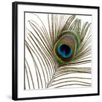 Peacock Feather 01-Tom Quartermaine-Framed Giclee Print