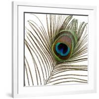 Peacock Feather 01-Tom Quartermaine-Framed Giclee Print