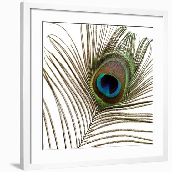 Peacock Feather 01-Tom Quartermaine-Framed Giclee Print