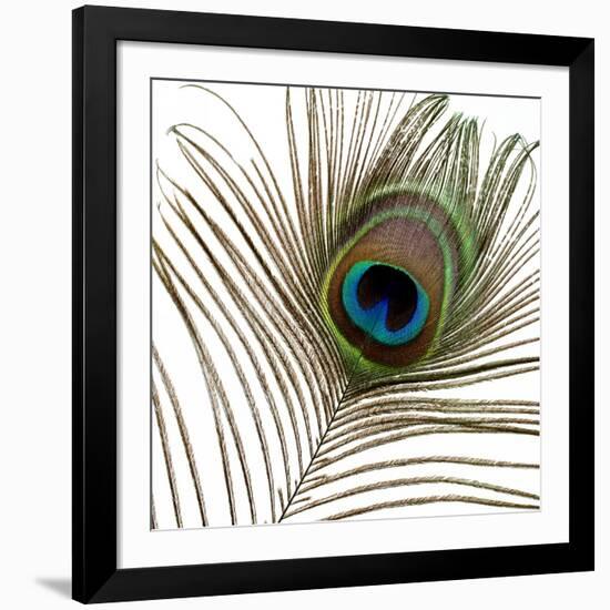 Peacock Feather 01-Tom Quartermaine-Framed Giclee Print