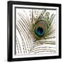 Peacock Feather 01-Tom Quartermaine-Framed Giclee Print