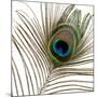 Peacock Feather 01-Tom Quartermaine-Mounted Giclee Print