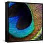 Peacock Feather 02-Tom Quartermaine-Framed Stretched Canvas