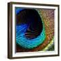 Peacock Feather 02-Tom Quartermaine-Framed Giclee Print