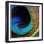 Peacock Feather 02-Tom Quartermaine-Framed Giclee Print