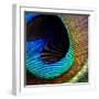 Peacock Feather 02-Tom Quartermaine-Framed Giclee Print