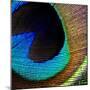 Peacock Feather 02-Tom Quartermaine-Mounted Giclee Print
