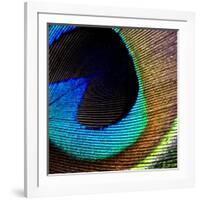 Peacock Feather 02-Tom Quartermaine-Framed Giclee Print