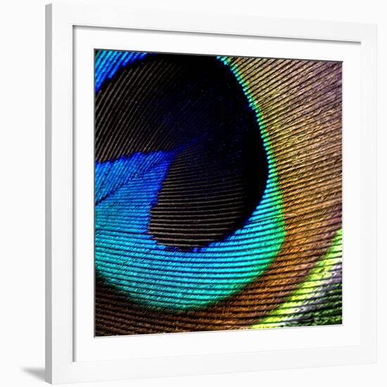 Peacock Feather 02-Tom Quartermaine-Framed Giclee Print