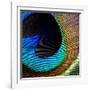 Peacock Feather 02-Tom Quartermaine-Framed Giclee Print