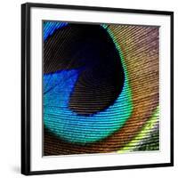 Peacock Feather 02-Tom Quartermaine-Framed Giclee Print