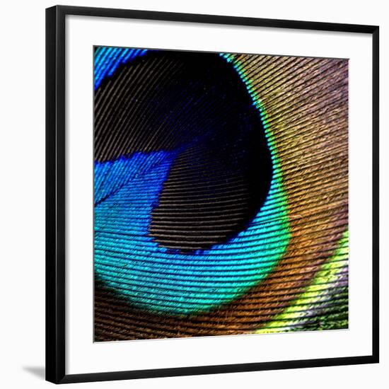 Peacock Feather 02-Tom Quartermaine-Framed Giclee Print