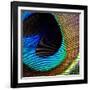 Peacock Feather 02-Tom Quartermaine-Framed Giclee Print