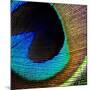 Peacock Feather 02-Tom Quartermaine-Mounted Giclee Print