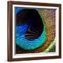 Peacock Feather 02-Tom Quartermaine-Framed Giclee Print