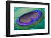 Peacock Feather Closeup-CLICKMANIS-Framed Photographic Print