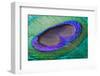 Peacock Feather Closeup-CLICKMANIS-Framed Photographic Print