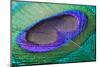 Peacock Feather Closeup-CLICKMANIS-Mounted Photographic Print