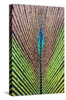 Peacock Feather Detail of Male-null-Stretched Canvas