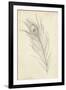 Peacock Feather Sketch I-Ethan Harper-Framed Premium Giclee Print